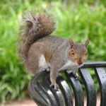 Whos got my nuts?