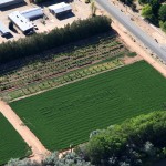 Crops