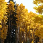 Green pine nestled in the gold