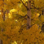 Aspen gold