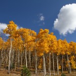 Blues and golds - SF Fall colors